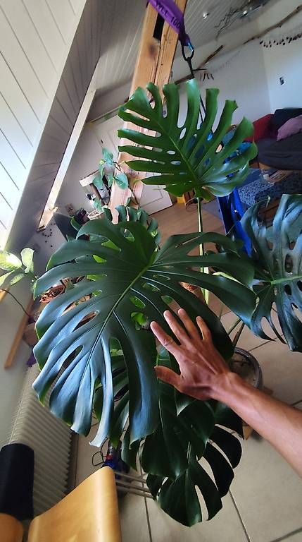 Pflanzen & Samen: Wunderschöne große Monstera  – Gebraucht aus Flurlingen von thinkfree 2