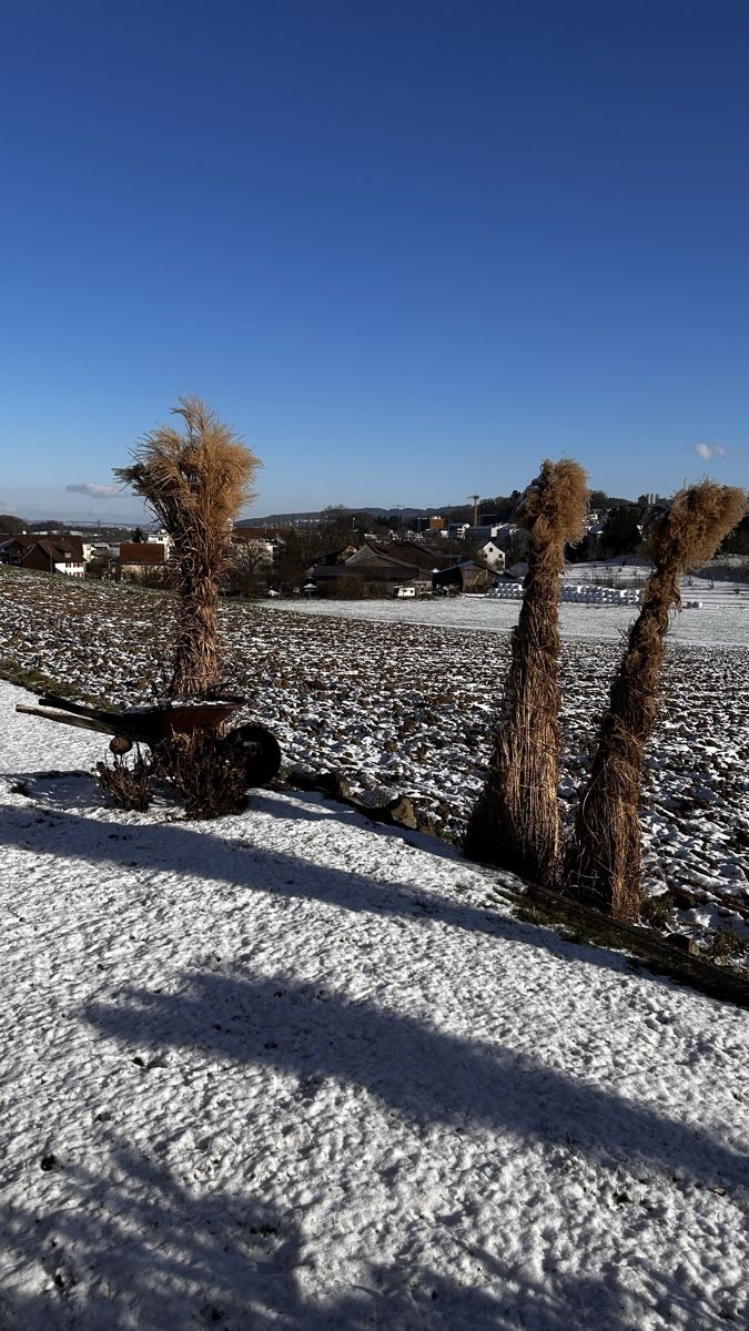 Piante & sementi: Chinaschilf, winterfest, pflegeleicht – Usato da Kefikon ZH venduto da Loisel69 3