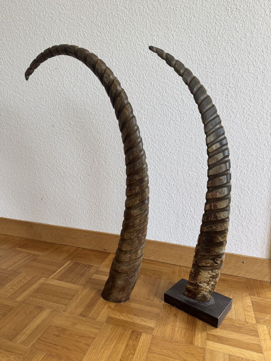 Altre raccolte & rarità: Hörner 2 Stück – Usato da Horgen venduto da BonnieBerlin 1