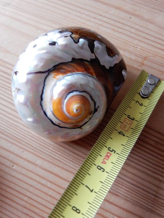 Natürliche Muscheln Schwarz Perlmutt 60-80mm - Deko Muscheln Für Zuhause