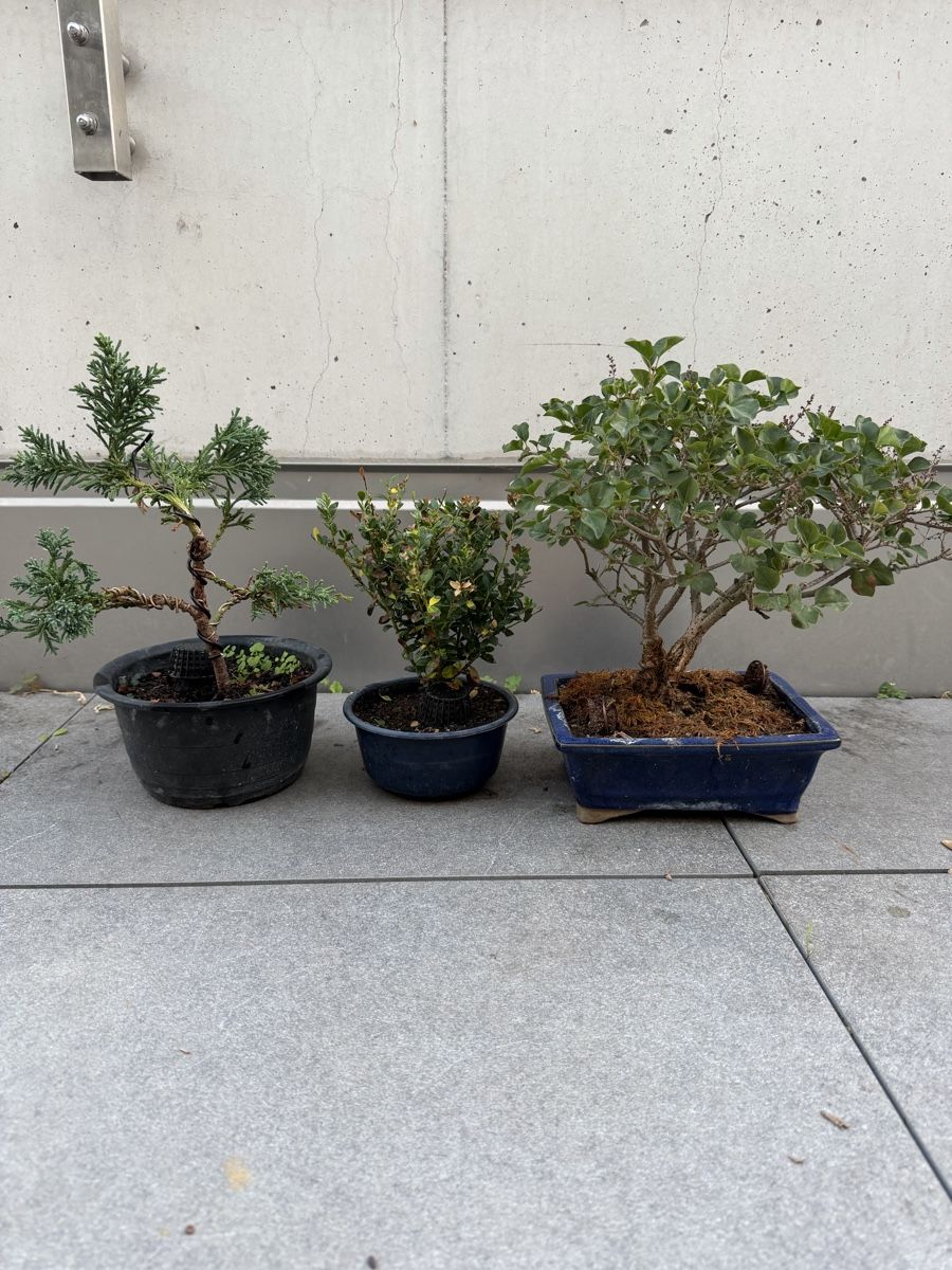 Piante & sementi: Bonsai und Pre Bonsai – Usato da Ennetbaden venduto da miboo
