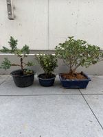Bonsai und Pre Bonsai
