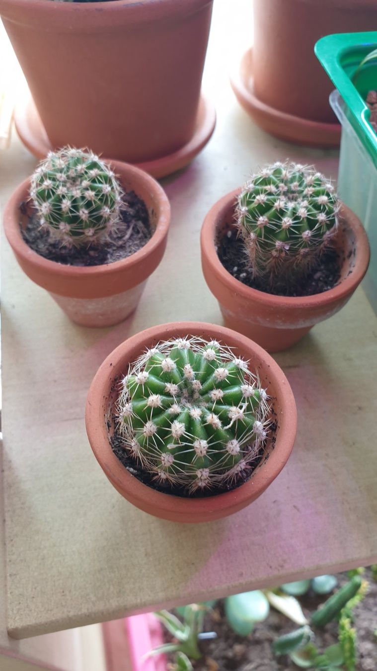 Piante & sementi: Kaktus🌵Echinopsis subdenudata – Usato da Zürich venduto da The_Plant_Wizard 2