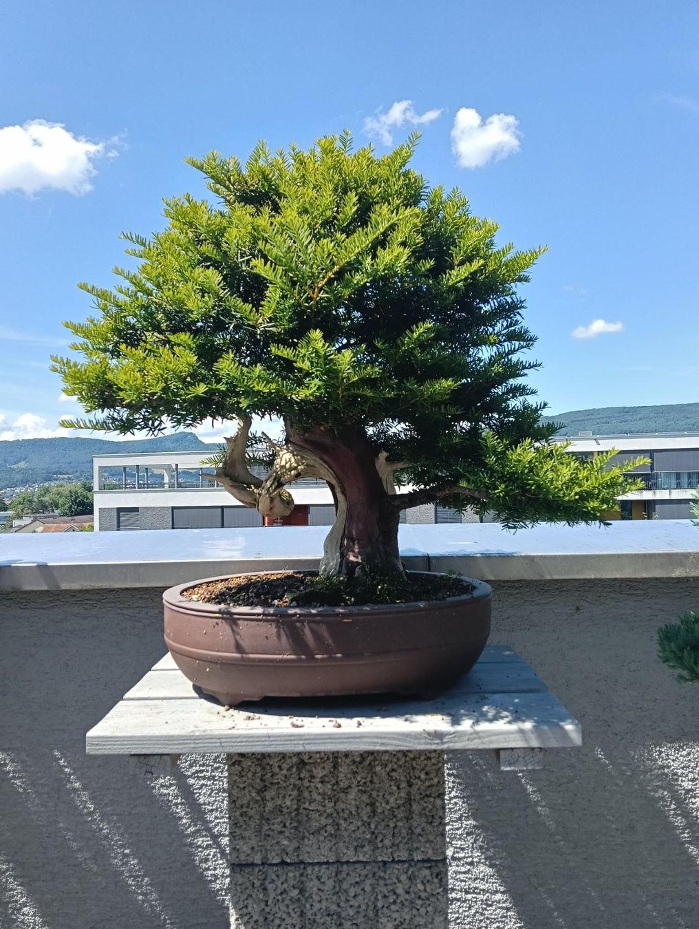 Pflanzen & Samen: Bonsai Eibe – Gebraucht aus Buchs AG von Marcolino08