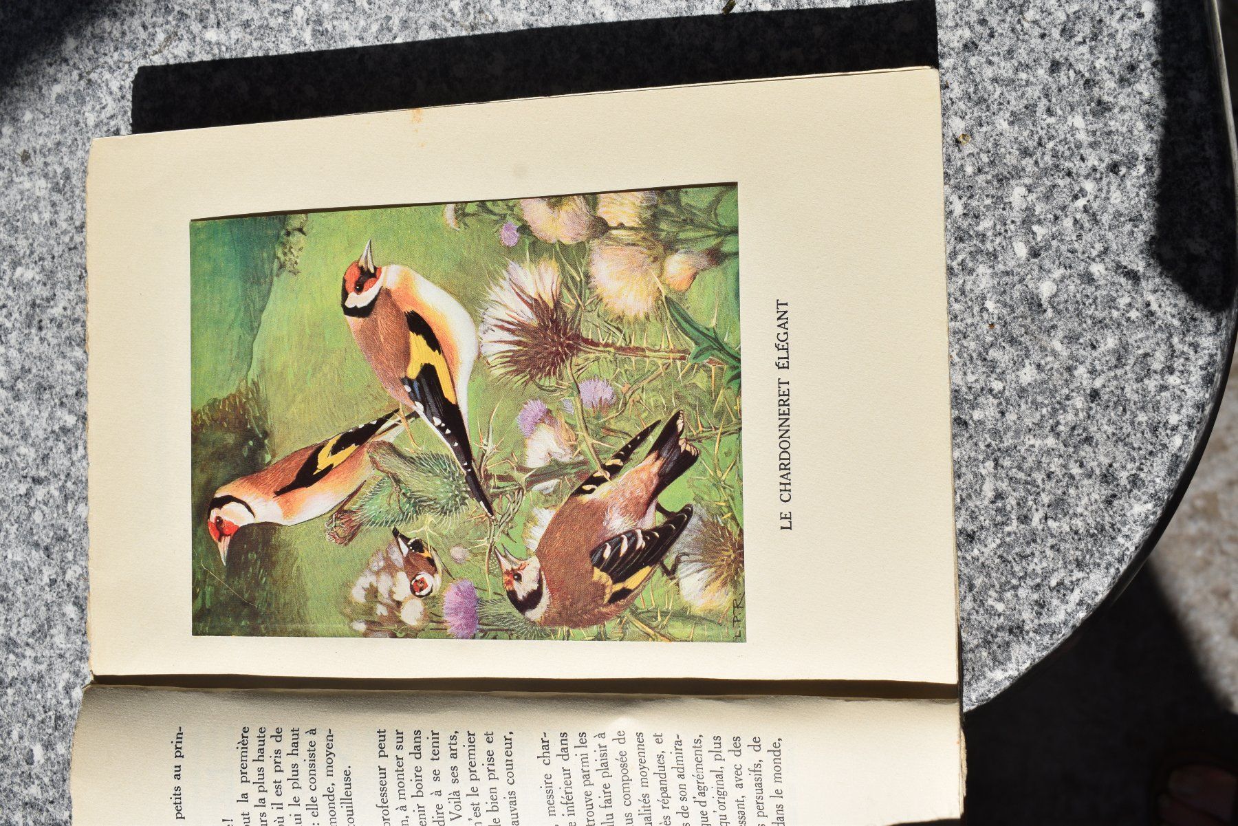 Libri: Antikes Vogelbuch "Chants d'oiseaux" von Eugene Rambert – Usato da Brügg BE venduto da Aristotolius 2
