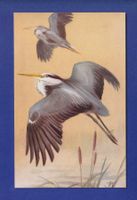 OISEAU - Heron