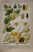 Chromolitho um 1895 - Seidenraupe, Seidenzucht