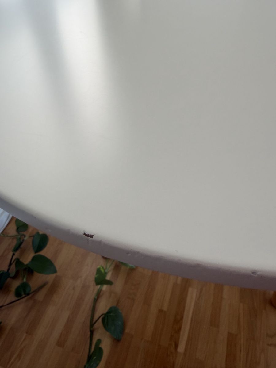 Tavoli: Esstisch 170 × 90 cm, weiss/eichefarben – Usato da Pratteln venduto da tobias_zimmermann_ 3