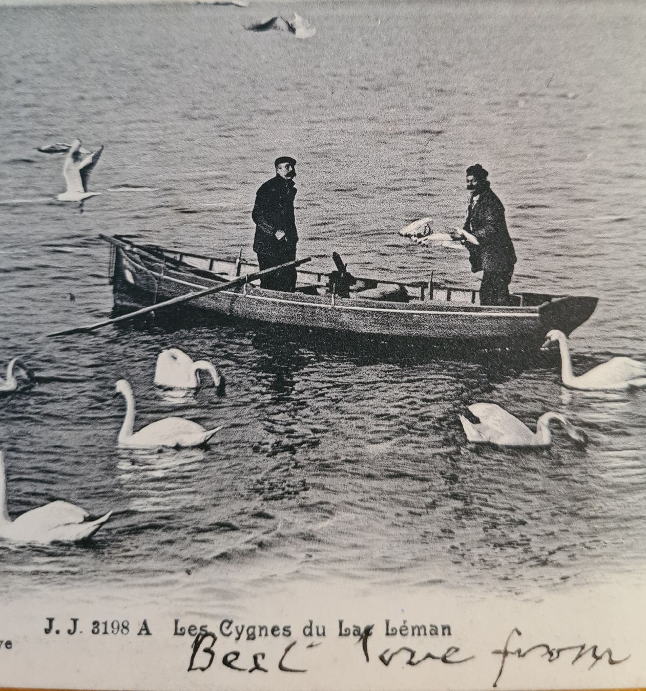 Cartoline postali: Les Cygnes du Lac Léman 1905 – Usato da Ebikon venduto da Donar50 1