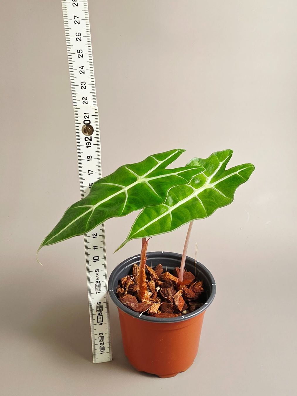 Piante & sementi: Alocasia polly – Nuovo (secondo la descrizione) da Gerolfingen venduto da Azora 3