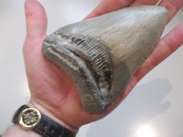 StarRecordsGmbH: Megalodon-Zahn / 11,3 cm / mit Zertifikat