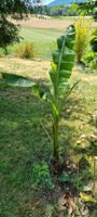 Bananenpflanze Freiland gut erhalten groesse ca. 1.2m