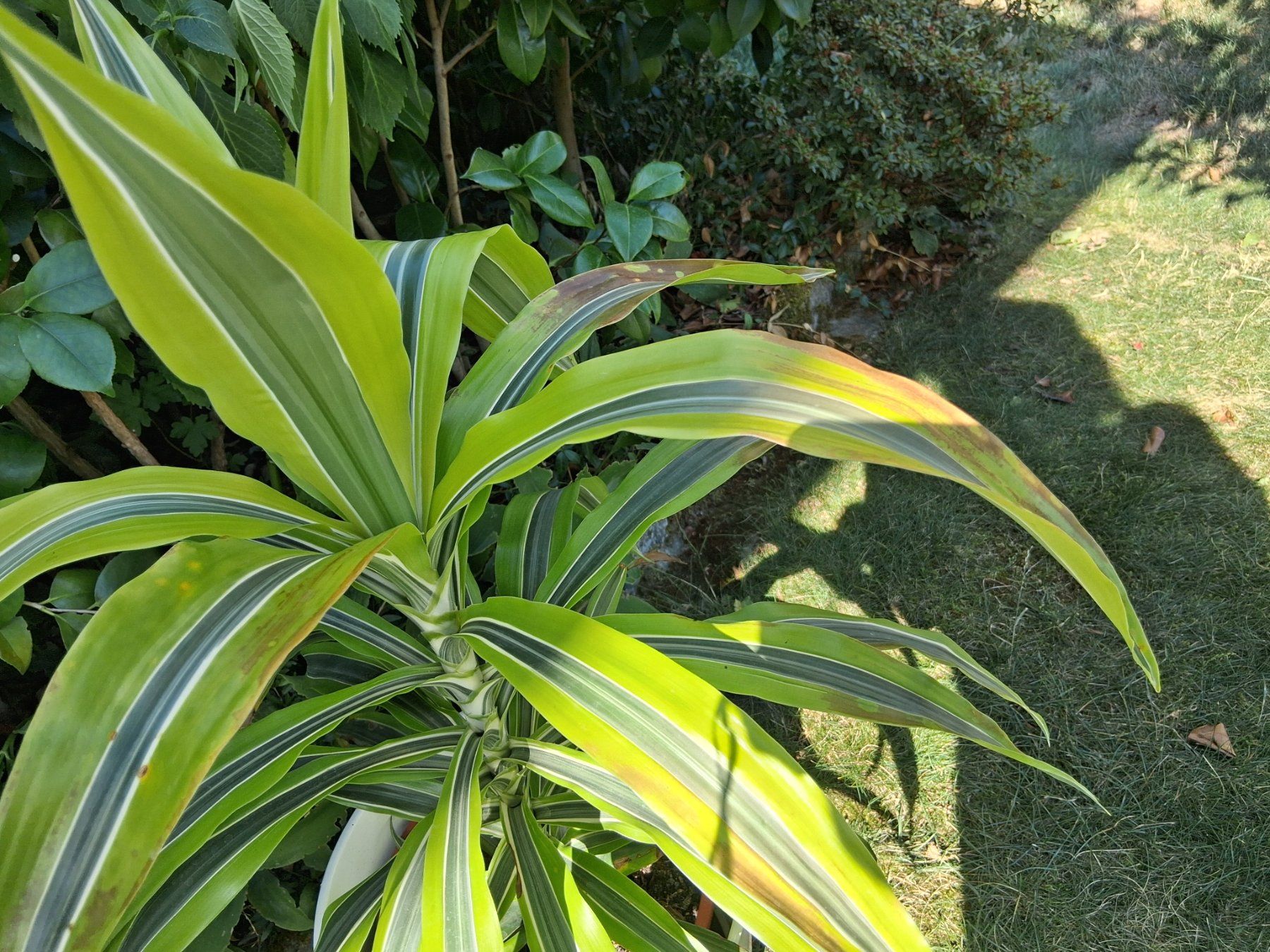Plantes & graines: Zimmerpflanze – D'occasion à Aarburg par brujil 3