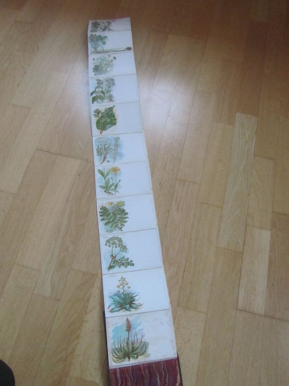 Libri: Kneipp sche Pflanzenbilder – Usato da Seengen venduto da mikelele 3