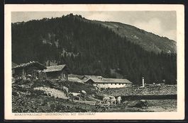 Braunwald, Braunwaldalp mit weidenden K
