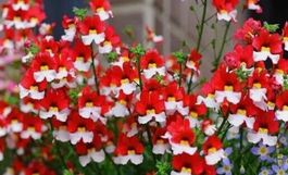 Nemesia St. George 250 Samen – Nemesia strumosa – Rot-Weiss