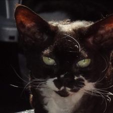 Profile image of Cats_nw