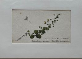 Lithographie um 1800, Botanik, RAR!