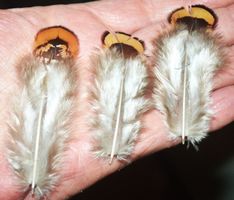 Deko Federn 139 – 3 bis 7 cm – 10 Stück