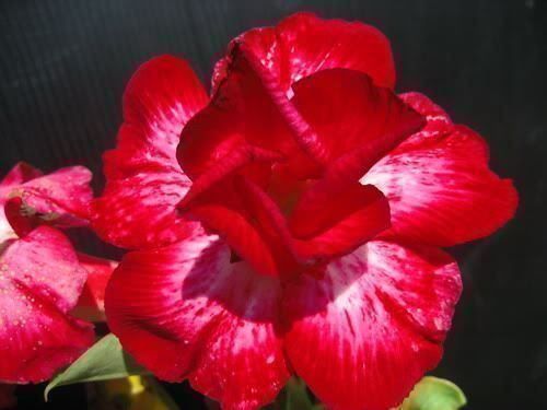 Adenium rose du désert 10 variétés rare (Neu (gemäss Beschreibung)) in ...