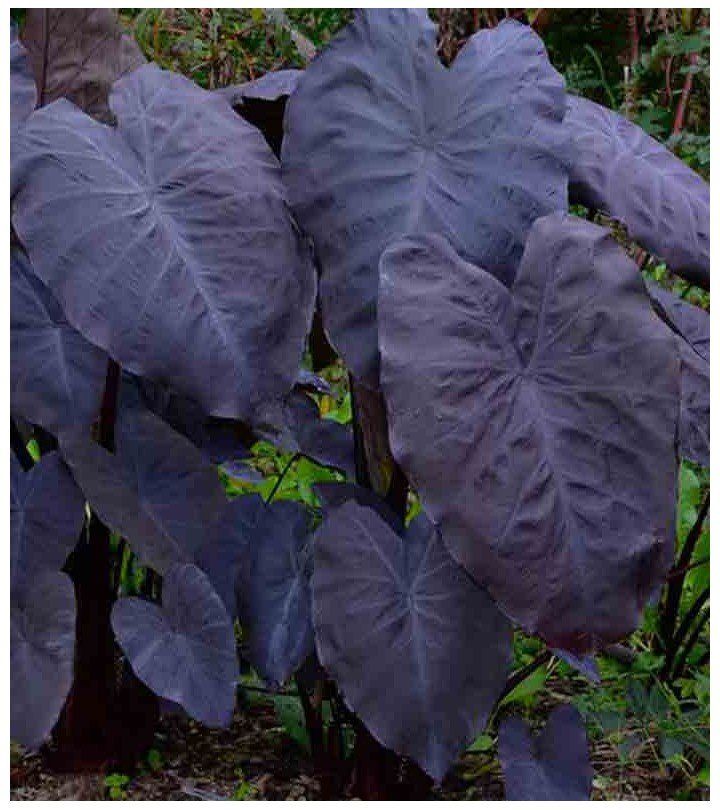 Plantes & graines: Colocasia esculenta BLACK MAGIC – Neuf (Voir description) à Bremblens par FIBONACCI369 2
