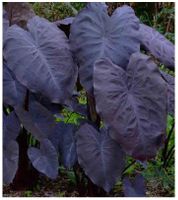 Colocasia esculenta BLACK MAGIC  2x