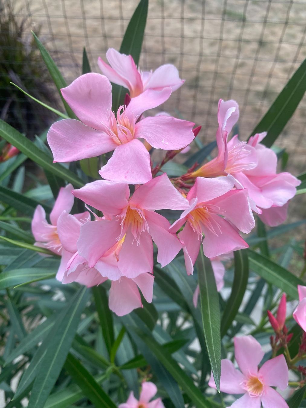 Plantes & graines: Oleander hellrosa, Höhe 125 cm – Neuf (Voir description) à Alchenflüh par smart- 1