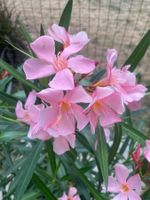 Oleander hellrosa, Höhe 125 cm
