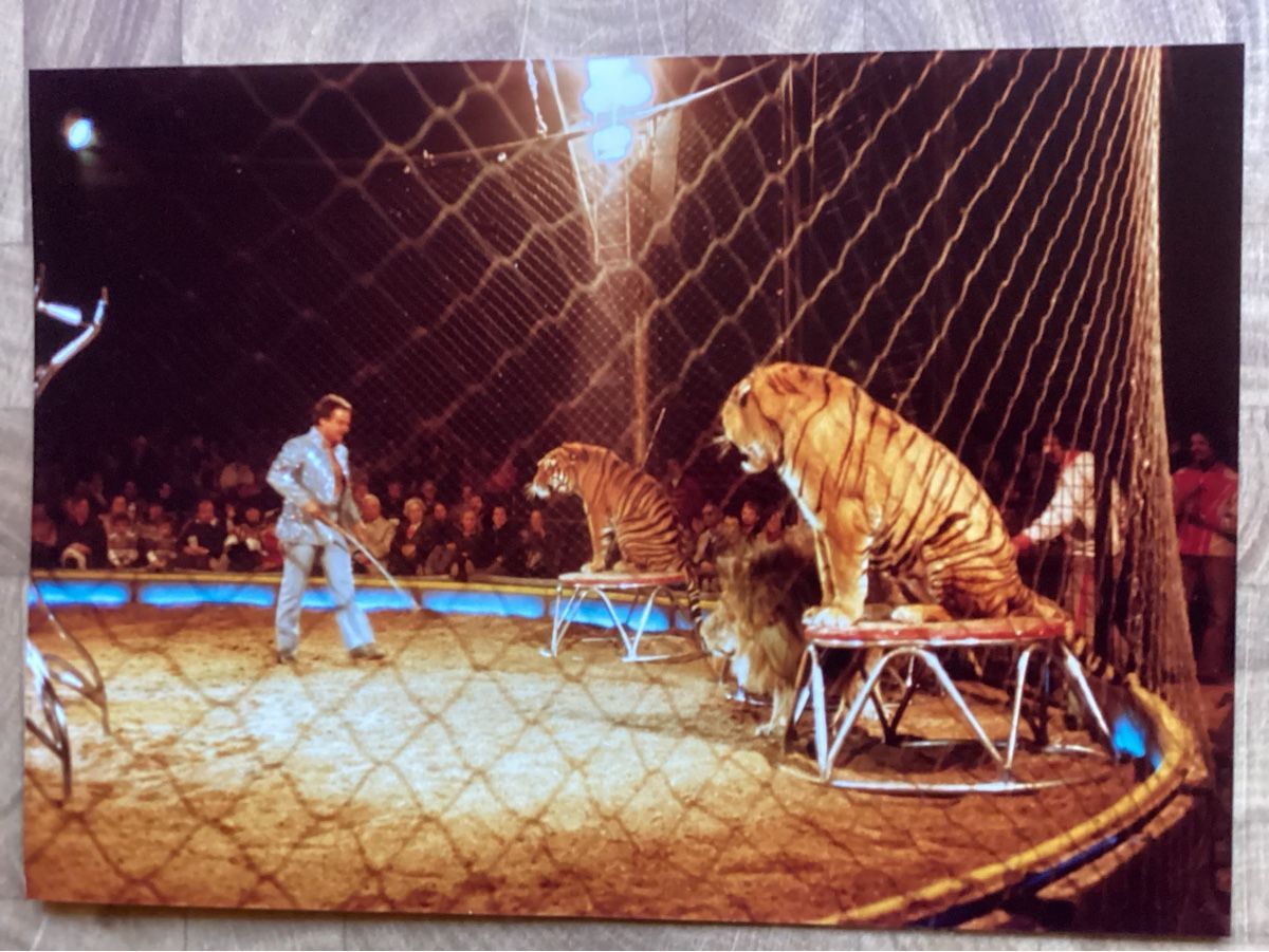 Foto & Immagini: Circus Knie Foto 1981 – Usato da Reichenbach i. K. venduto da astra2010