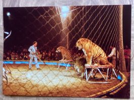 Circus Knie Foto 1981