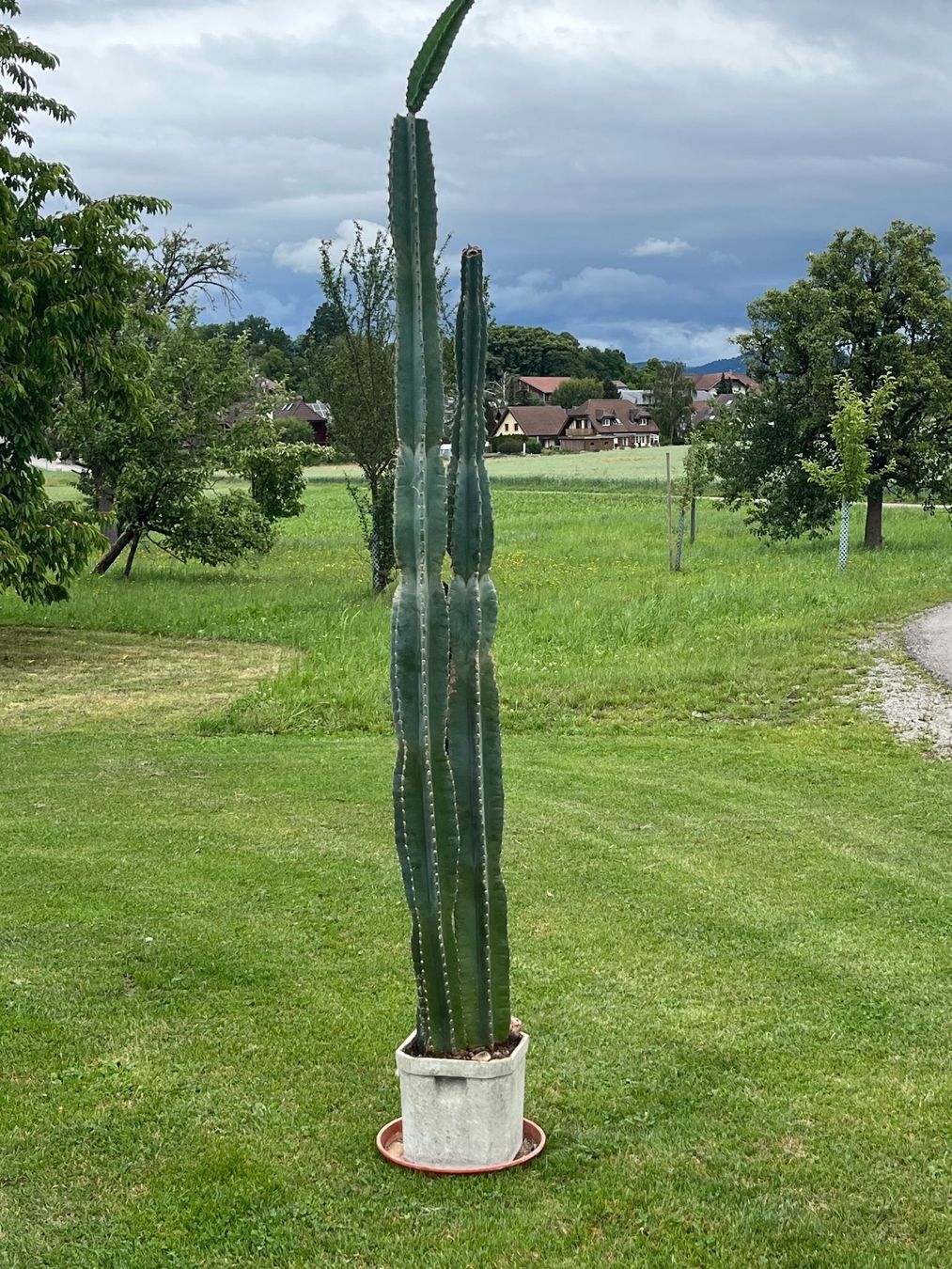 Piante & sementi: Cereus Säulenkaktus – Usato da Allmendingen b. BE venduto da juair