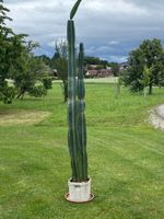 Cereus Säulenkaktus