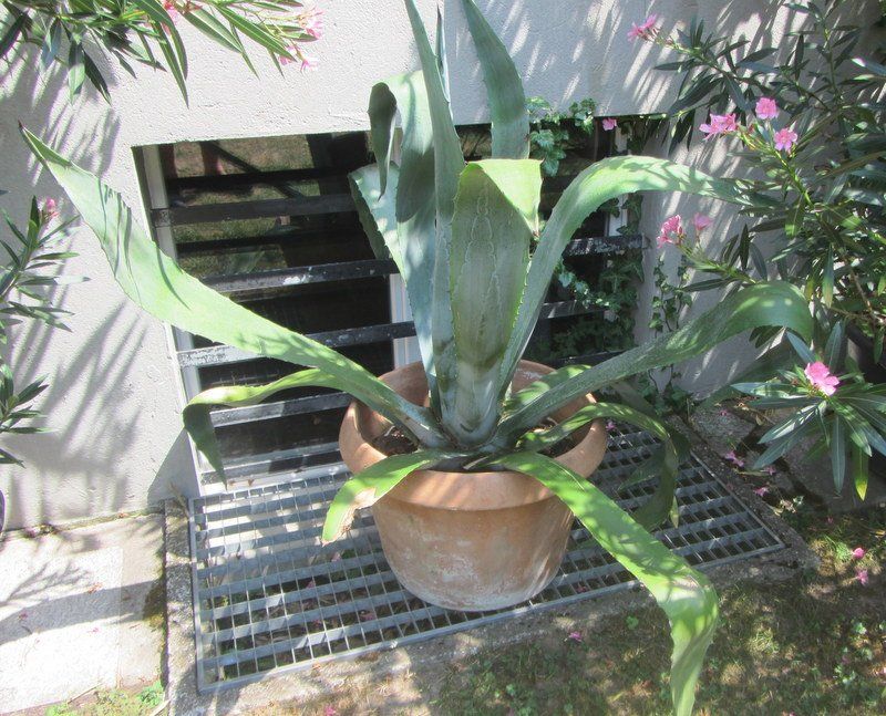 Piante & sementi: Agave 120 cm hoch – Usato da Kreuzlingen venduto da heinrich7h