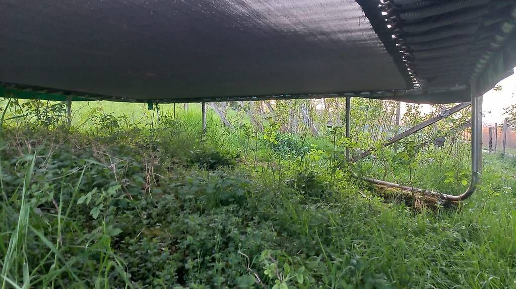 Trampolini: Trampolin – Usato da Aarau venduto da jannik.s 2