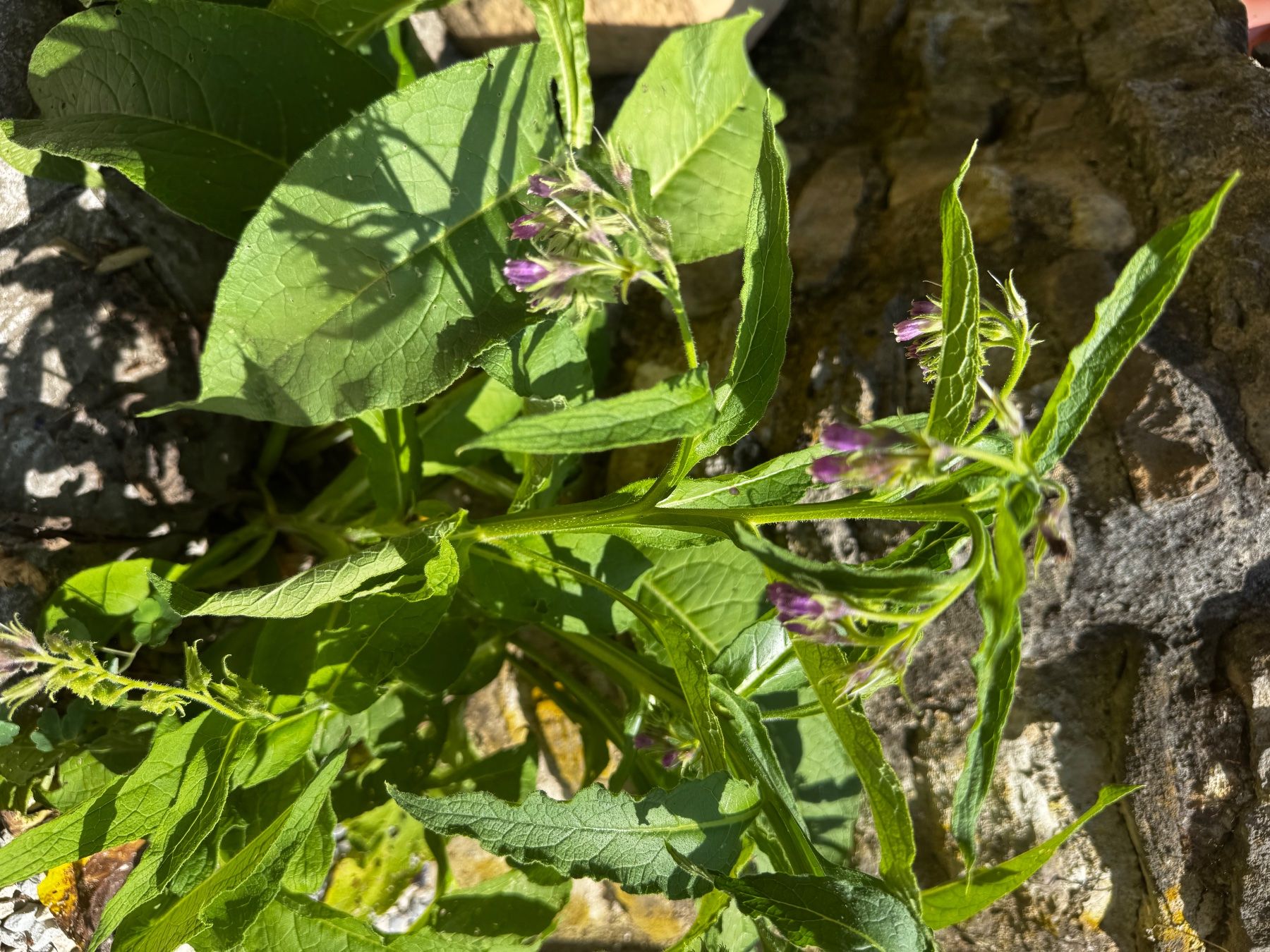 Piante & sementi: Consoude officinale petit pot – Usato da Lajoux JU venduto da Briard0