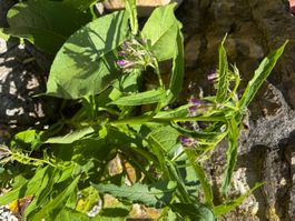 Consoude officinale petit pot