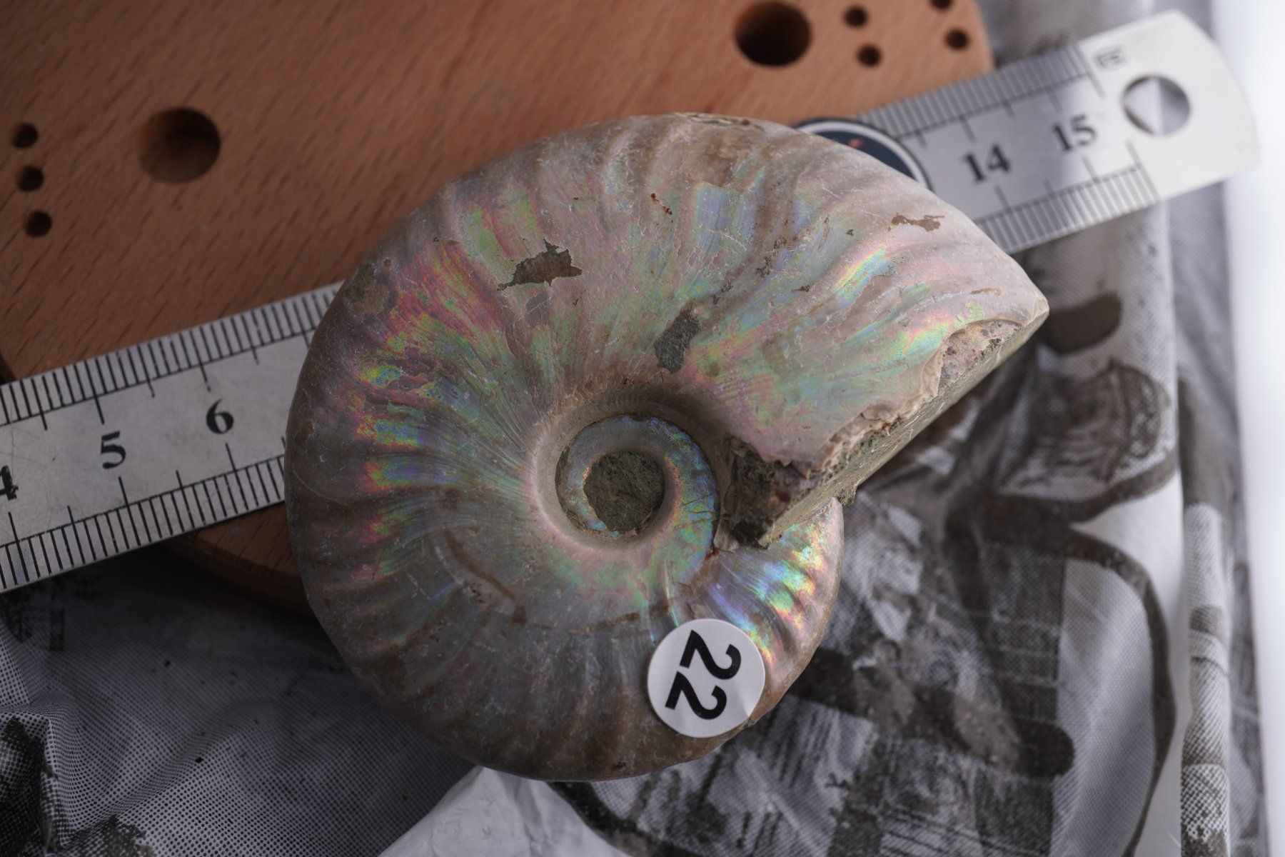 Minéraux & Lithothérapie: Ammonit  Opalisiert   Wunderschön  ca  70mm – Neuf avec emballage d'origine à Eschenbach SG par topstone 1