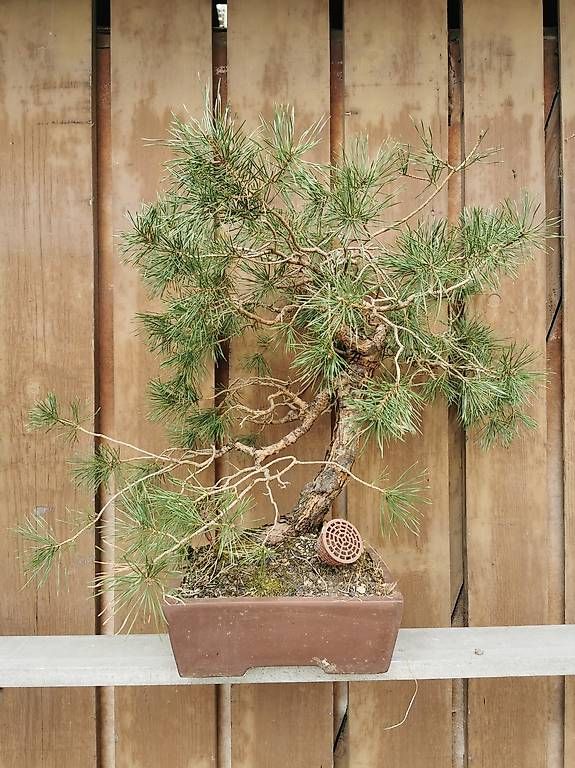 Piante & sementi: Bonsai Yamadori – Usato da Däniken SO venduto da Shark770 2