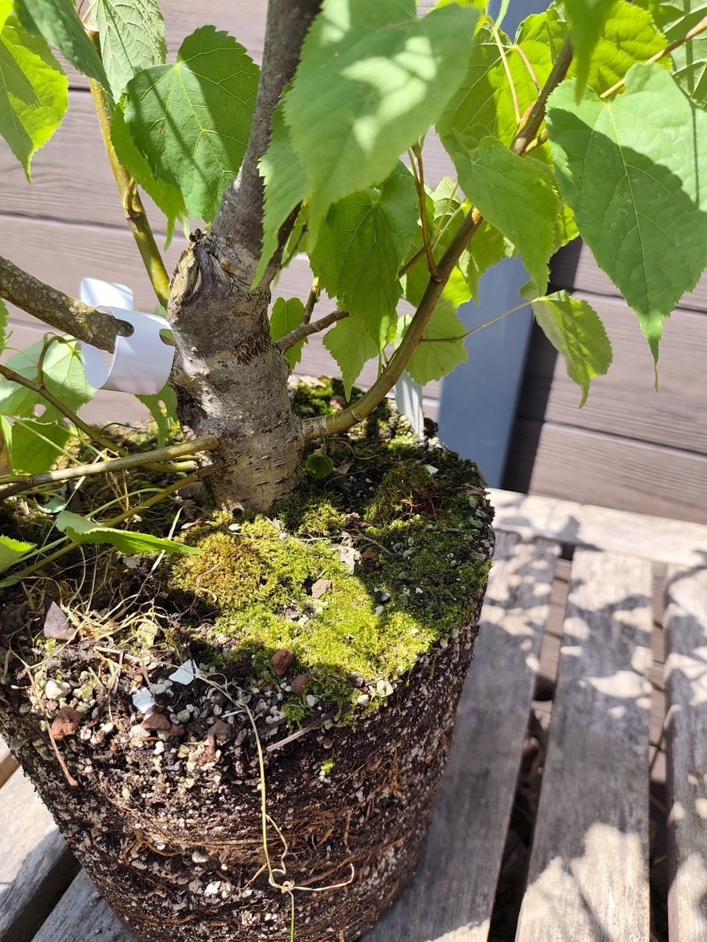 Piante & sementi: Bonsai Rohmaterial Winterlinde #1 – Usato da Oberwil BL venduto da suaku 3