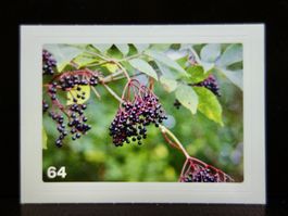 MIGROS MANIA Nature Detectives Nr. 64