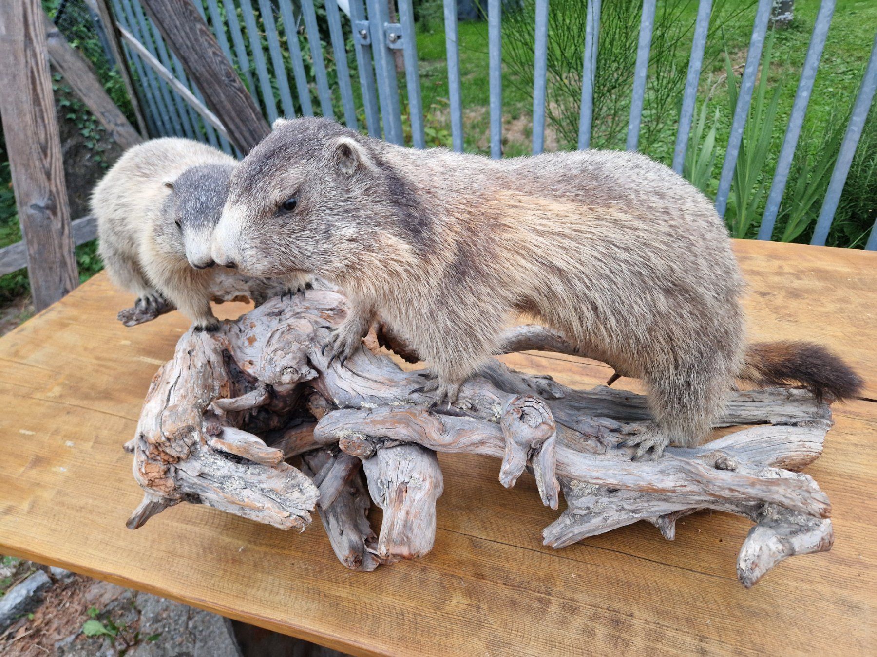 Welt der Tiere: Murmeltiere – Gebraucht aus Wetzikon ZH von Hella73 1