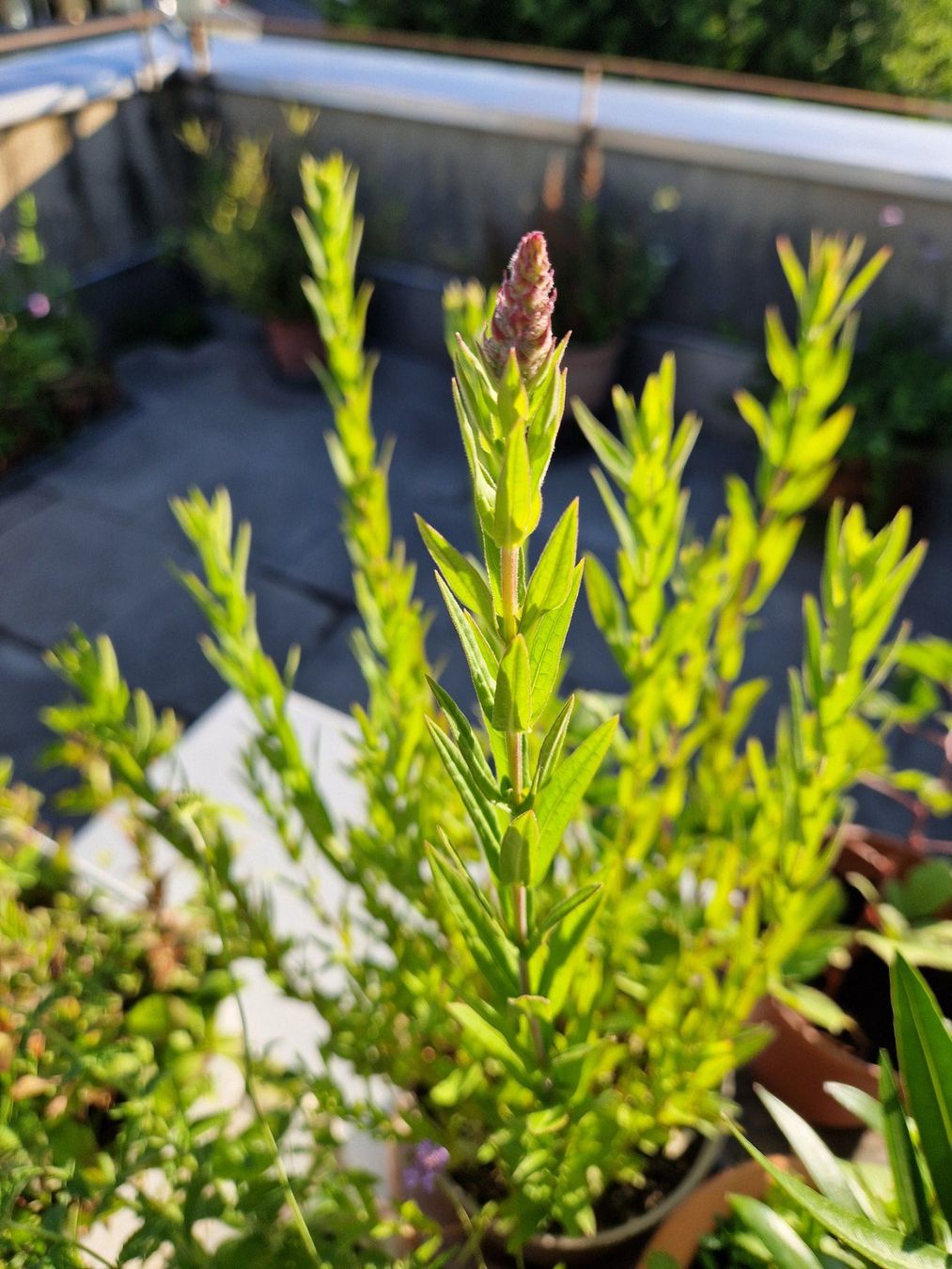 Piante & sementi: Balkon-/Terrassenpflanze: Blutweiderich – Usato da Münchenbuchsee venduto da Aare22 8