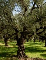 XXL 150 cm hoch Olea europaea LECCINO (Olivenbaum) im Topf