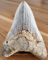 Fossiler Megalodon Zahn 13cm