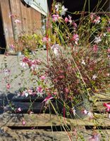 Schöne, grosse Gaura lindheimeri – Prachtkerze pink/weiss