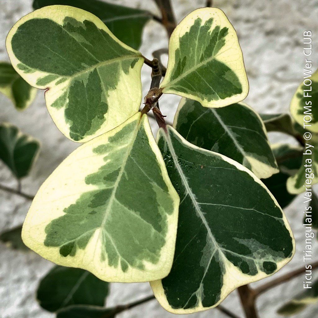 Pflanzen & Samen: Ficus Triangularis Variegata - einzigartige Dreiecksfeige – Neu und originalverpackt aus Adliswil von astom369 7