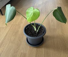 monstera deliciosa inkl. Topf & Untersetzer