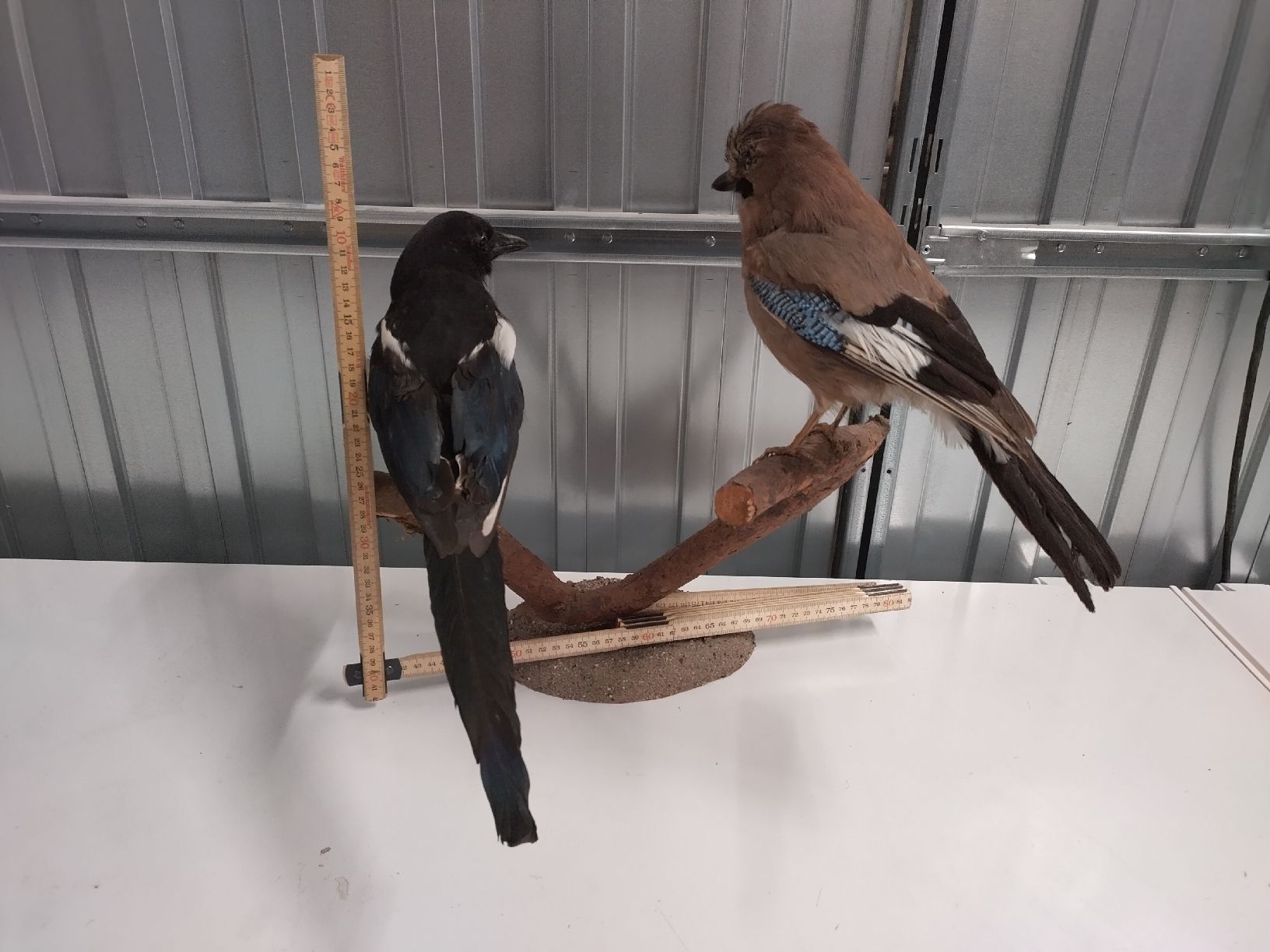 Il mondo degli animali: Präparat Eichelhäher & Elster auf Ast – Usato da Wettingen venduto da Bwalti 1