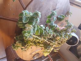 Jamaika-Thymian Plectranthus ca. 4 Jährig