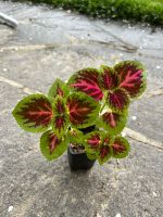 Coleus